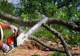 Best Fruit Tree Pruning  in Knoxvle, IL